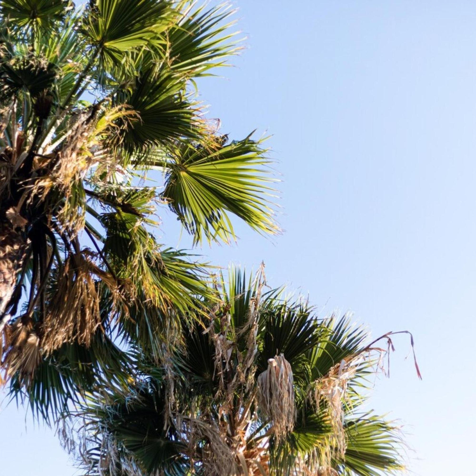 Villa Palm Trees Stoúpa Esterno foto