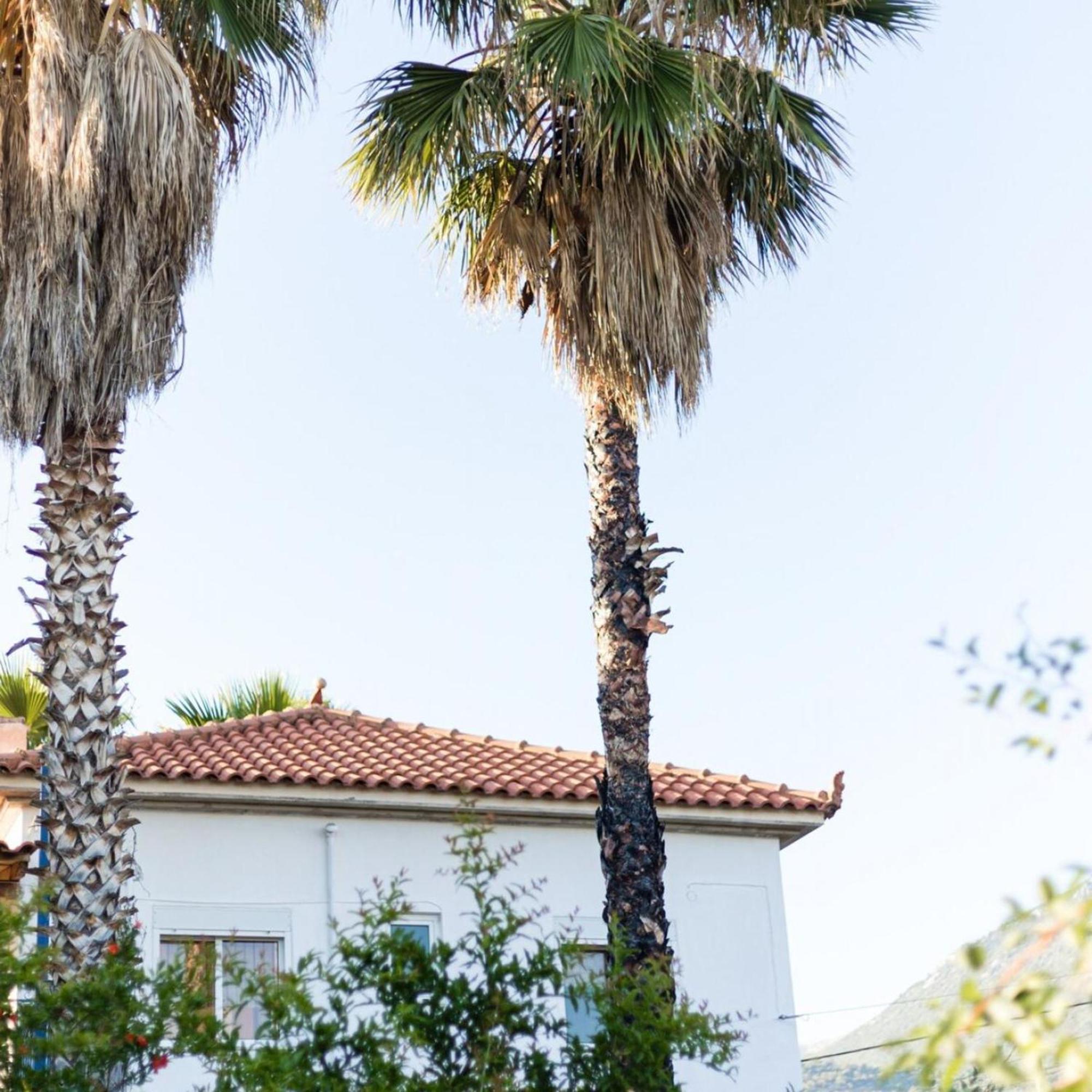 Villa Palm Trees Stoúpa Esterno foto
